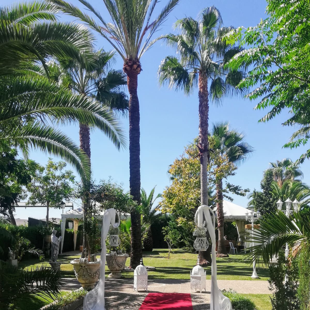 La alfombra roja entre palmeras altas, tules blancos y faroles marroquíes, vista desde la puerta del jardín bajo un cielo azul